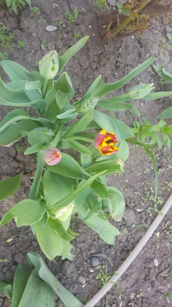  - Flori grădină primăvara 2018