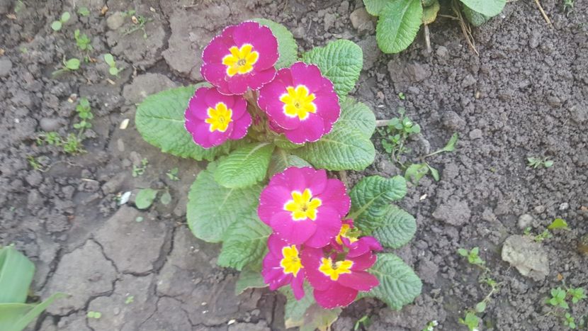  - Flori grădină primăvara 2018