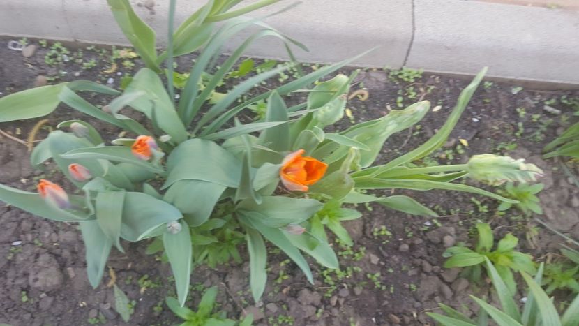  - Flori grădină primăvara 2018