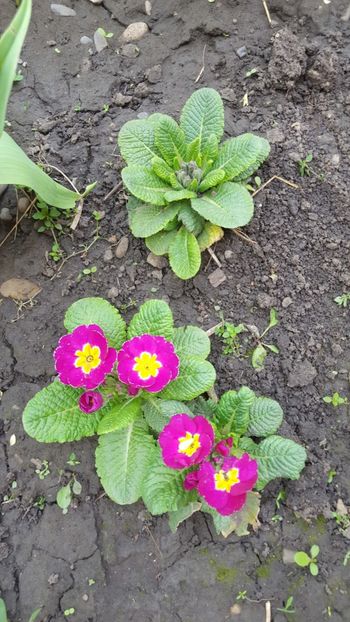  - Flori grădină primăvara 2018