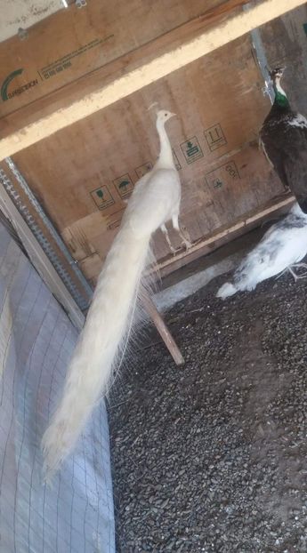 received_108998556626157 - P--Paunii Albi