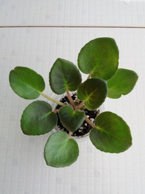 19 apr - ZZ Ian Madam