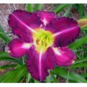tooth - HEMEROCALLIS achizitionati in 2017 si 2018