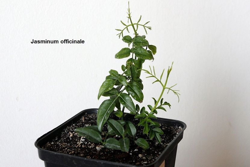 20.04.18 - 1 Iasomie- inradacinare