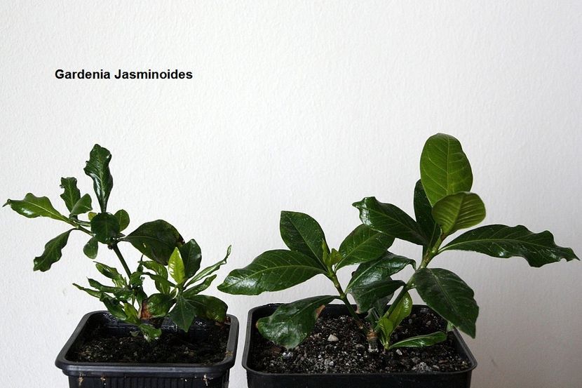 20.04.18 - 3 Gardenia- inradacinare