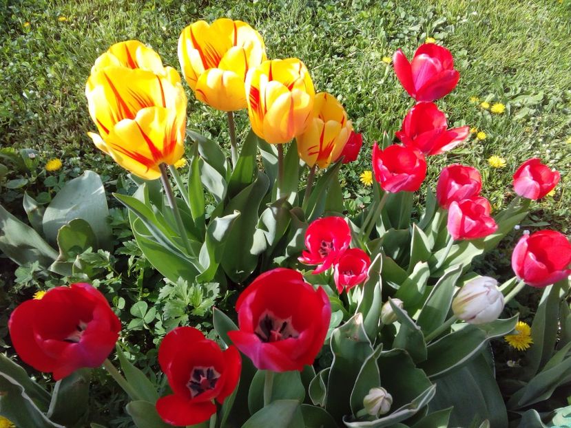  - AAAAA_LALELE 2016_2017_2018_2019