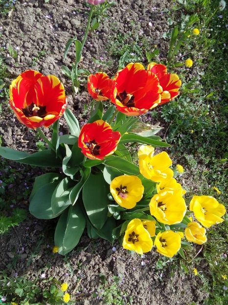  - AAAAA_LALELE 2016_2017_2018_2019