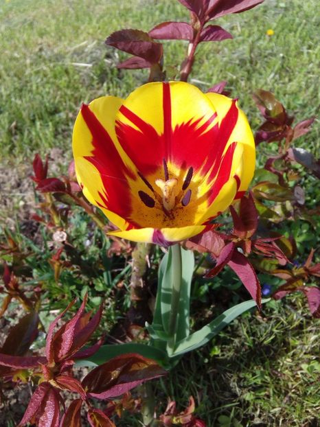  - AAAAA_LALELE 2016_2017_2018_2019