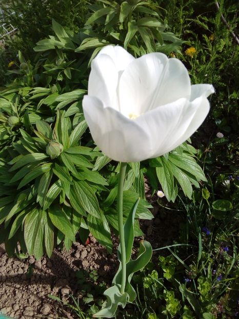  - AAAAA_LALELE 2016_2017_2018_2019