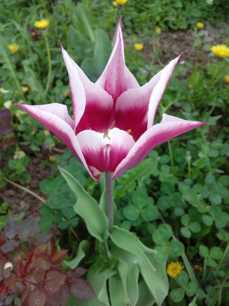  - AAAAA_LALELE 2016_2017_2018_2019