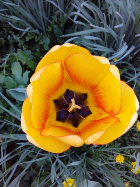  - AAAAA_LALELE 2016_2017_2018_2019