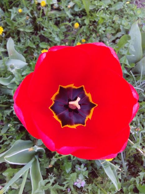  - AAAAA_LALELE 2016_2017_2018_2019