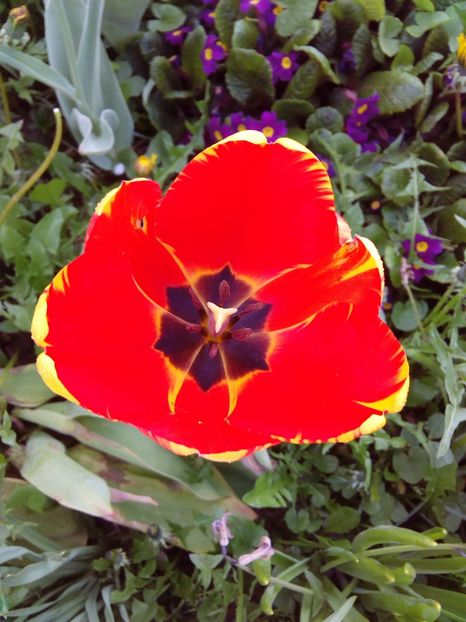  - AAAAA_LALELE 2016_2017_2018_2019