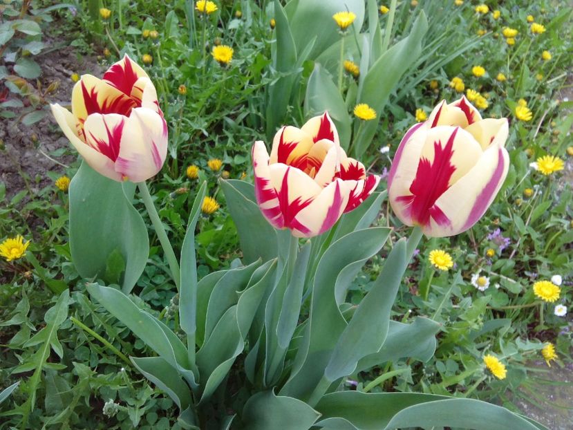  - AAAAA_LALELE 2016_2017_2018_2019