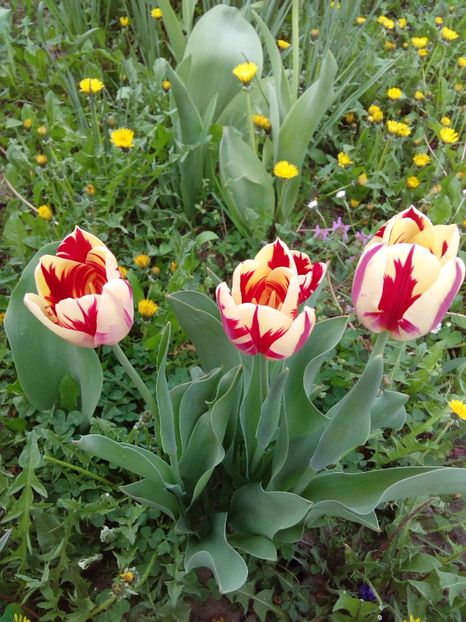  - AAAAA_LALELE 2016_2017_2018_2019