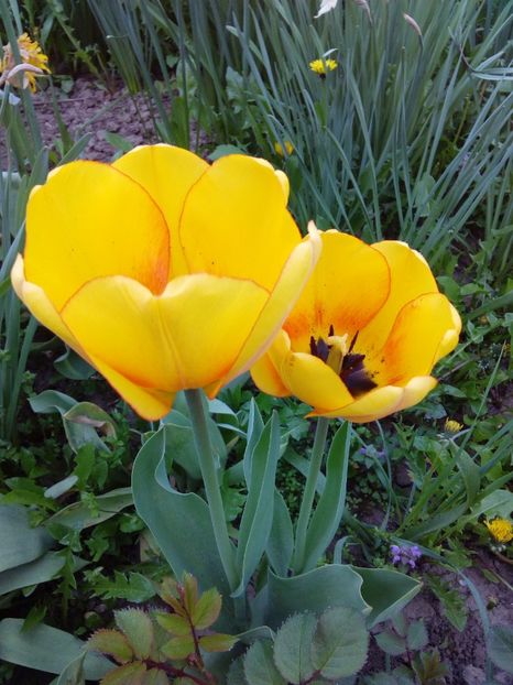  - AAAAA_LALELE 2016_2017_2018_2019