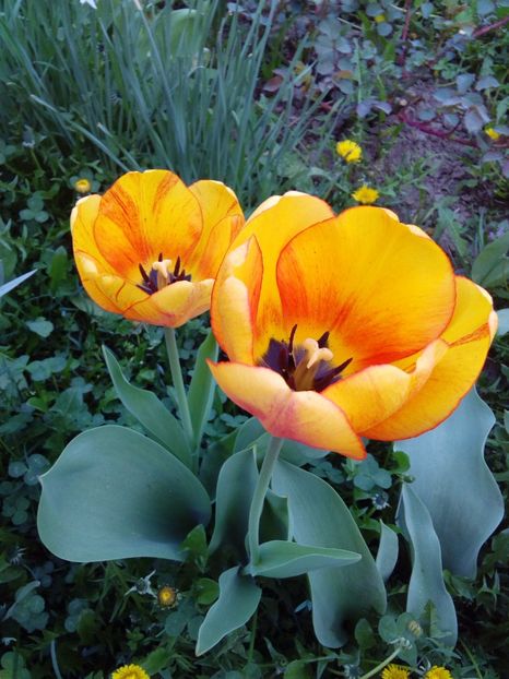  - AAAAA_LALELE 2016_2017_2018_2019