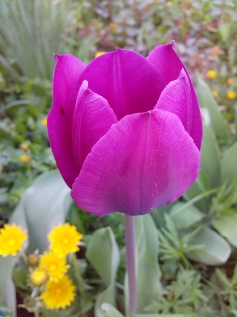  - AAAAA_LALELE 2016_2017_2018_2019