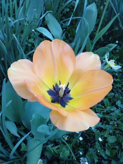  - AAAAA_LALELE 2016_2017_2018_2019