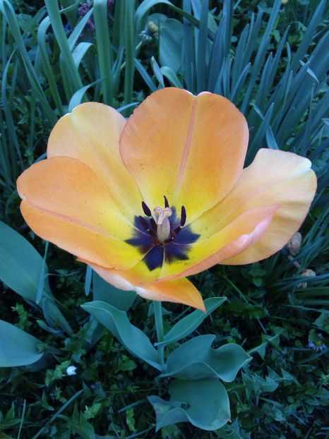  - AAAAA_LALELE 2016_2017_2018_2019