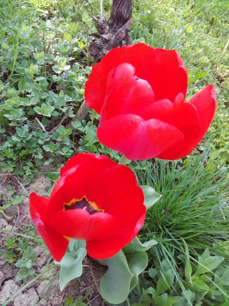  - AAAAA_LALELE 2016_2017_2018_2019