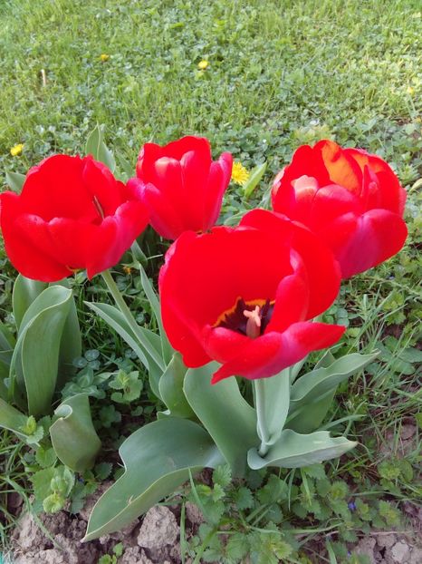  - AAAAA_LALELE 2016_2017_2018_2019