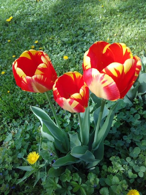  - AAAAA_LALELE 2016_2017_2018_2019