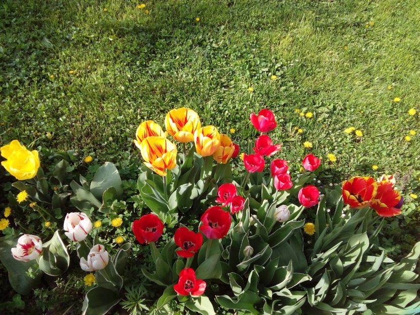  - AAAAA_LALELE 2016_2017_2018_2019