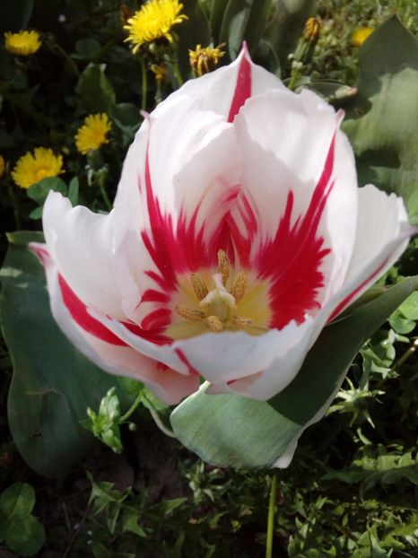  - AAAAA_LALELE 2016_2017_2018_2019