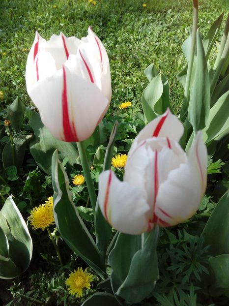  - AAAAA_LALELE 2016_2017_2018_2019