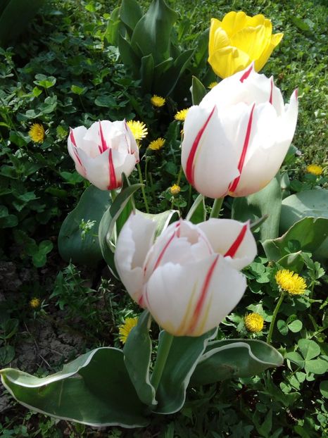  - AAAAA_LALELE 2016_2017_2018_2019