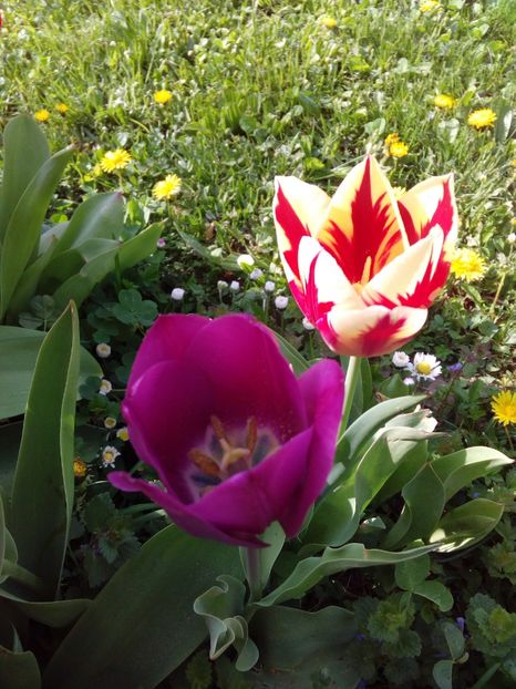  - AAAAA_LALELE 2016_2017_2018_2019