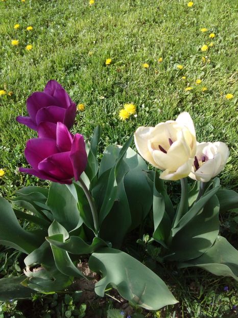  - AAAAA_LALELE 2016_2017_2018_2019