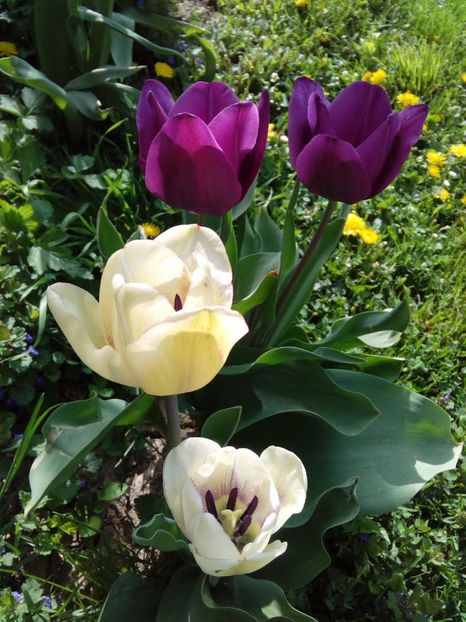  - AAAAA_LALELE 2016_2017_2018_2019