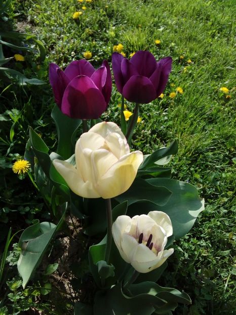  - AAAAA_LALELE 2016_2017_2018_2019