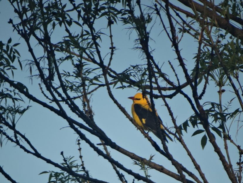 19.04 a revenit - a-vizitatorii gradinii 2018