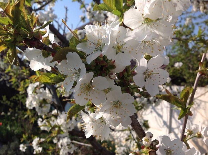  - mult asteptata primavara 2018