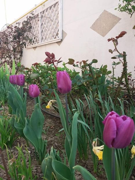  - mult asteptata primavara 2018