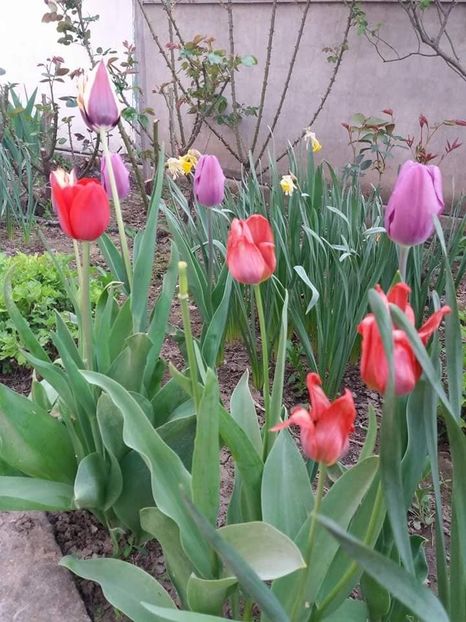  - mult asteptata primavara 2018