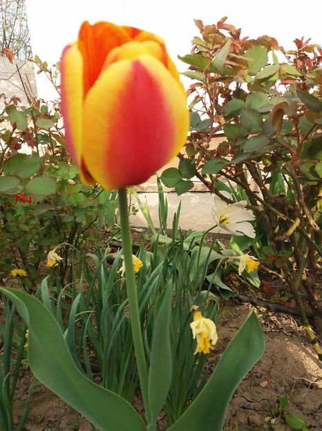  - mult asteptata primavara 2018