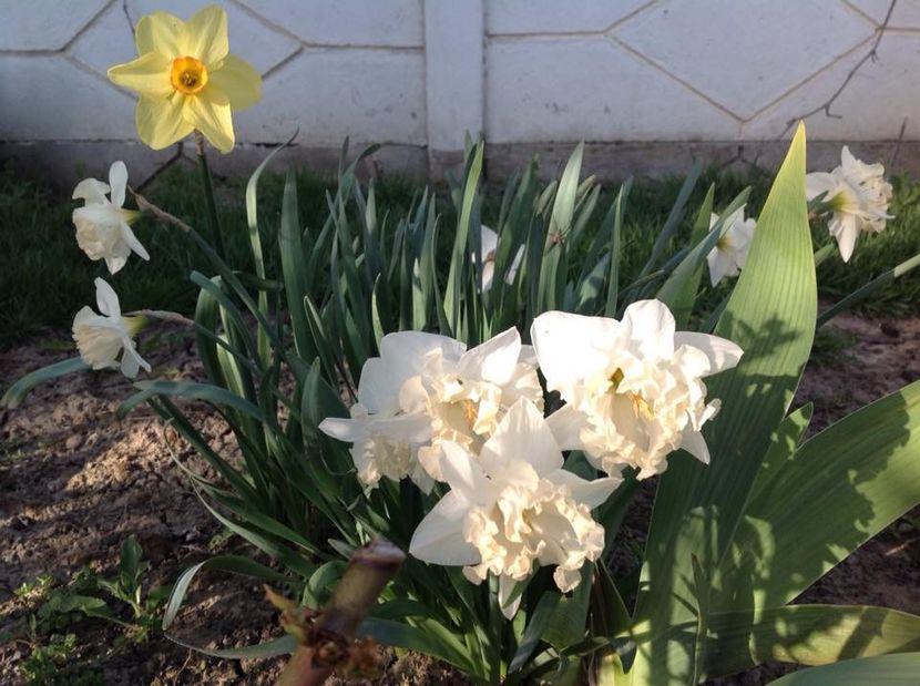  - mult asteptata primavara 2018