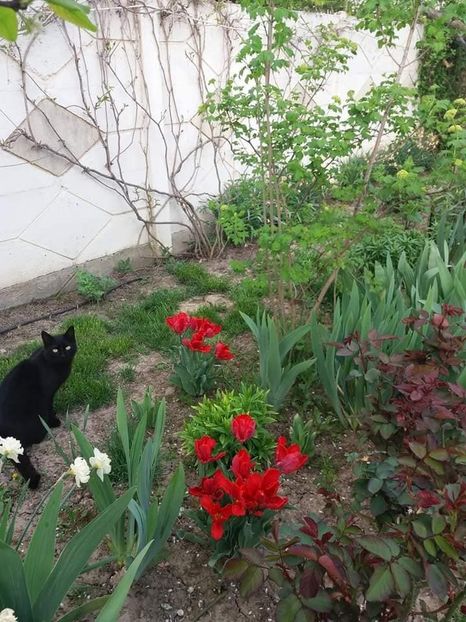  - mult asteptata primavara 2018