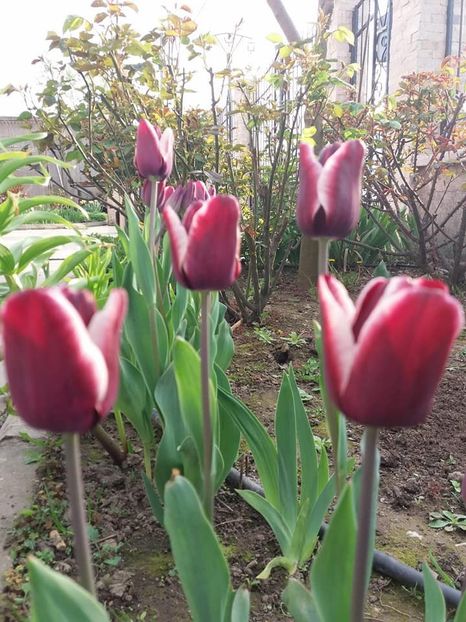  - mult asteptata primavara 2018