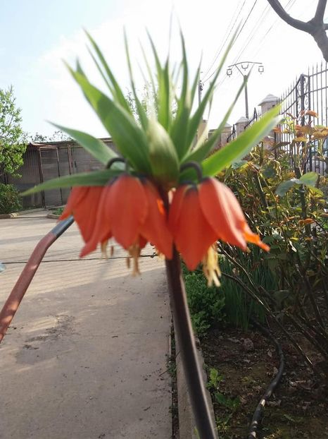  - mult asteptata primavara 2018