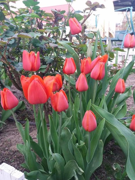  - mult asteptata primavara 2018