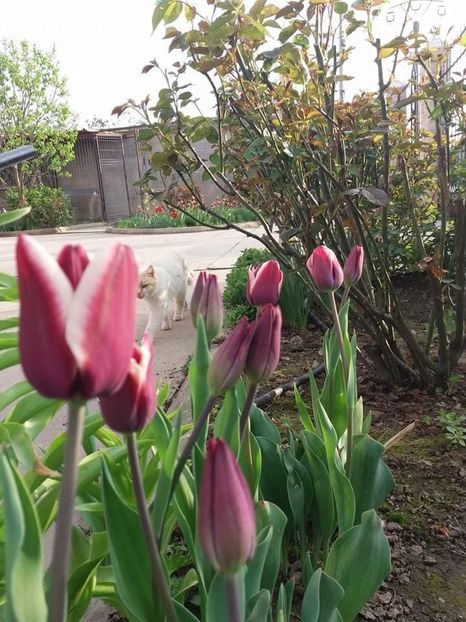  - mult asteptata primavara 2018