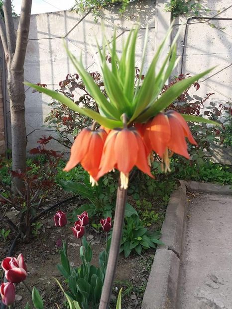  - mult asteptata primavara 2018