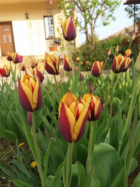  - mult asteptata primavara 2018