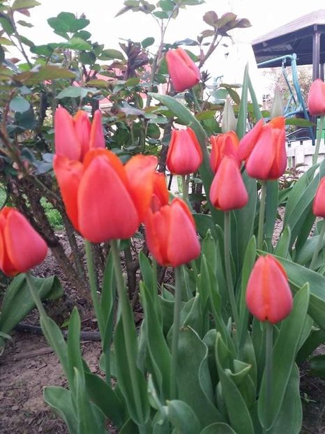  - mult asteptata primavara 2018