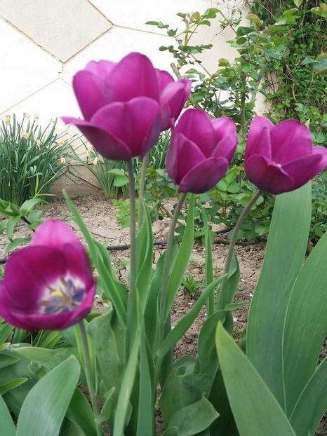  - mult asteptata primavara 2018